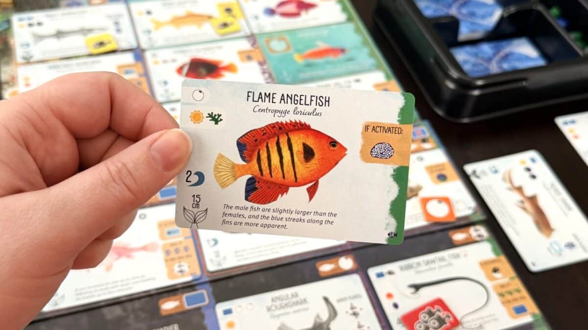 finspan sharks and reefs review 2