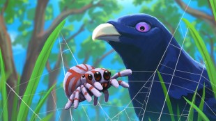 A spider and a bower bird in Webbed