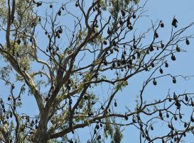 Yarra Bend Fruit Bat Colony Gamer's Guide to Melbourne