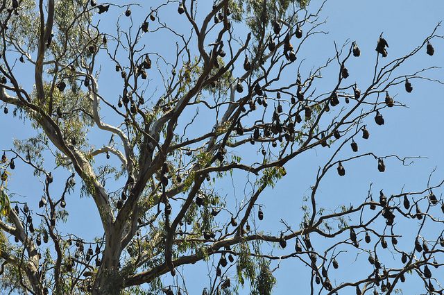 Yarra Bend Fruit Bat Colony Gamer's Guide to Melbourne